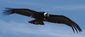 Condor Volando 1